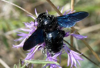 Blaue Holzbiene02