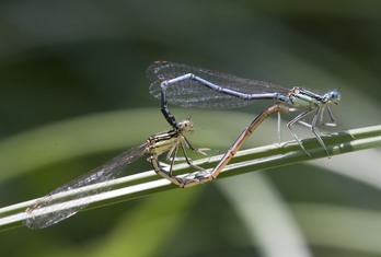 Blaue Federlibelle 03