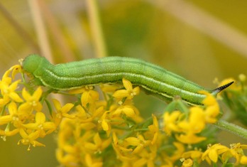 Taubenschwänzchen05