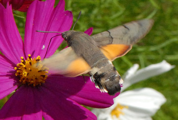 Taubenschwänzchen