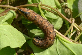 Windenschwärmer04