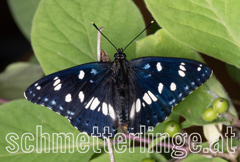 Blauschwarzer Eisvogel 07