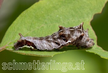 Schwarzer Trauerfalter 07
