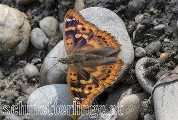 Kleiner Schillerfalter 06