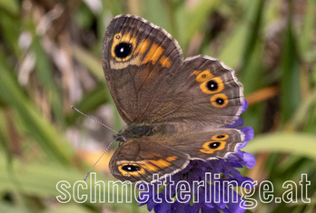 Braunauge 06