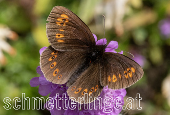 Mohrenfalter alberganus 07