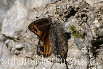 Steirischer Mohren 07