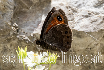 Steirischer Mohren 08