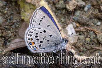 Hochmoor-Bläuling 08