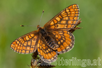 Goldener Schecken 08