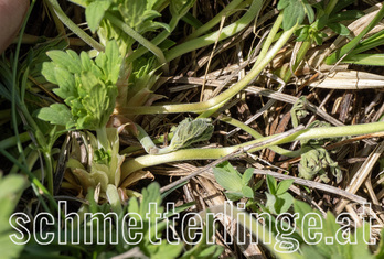 Storchenschnabel Bläuling 02