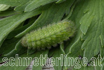 Storchenschnabel Bläuling