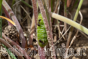 Storchenschnabel Bläuling 05