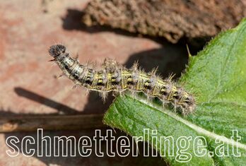 Distelfalter