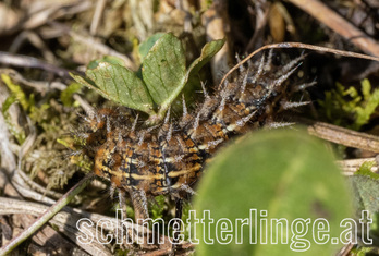 Mittlerer Perlmuttfalter 03